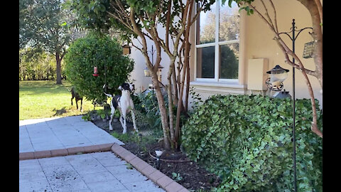 Funny Great Danes Enjoy Their Morning Squirrel Check