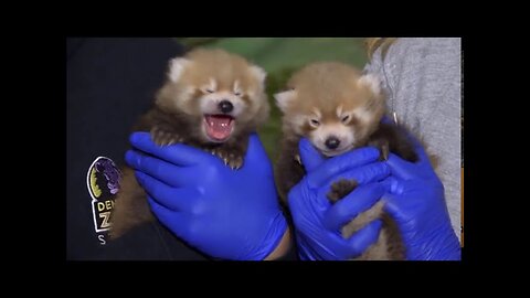 Most Adorable Red Panda - CUTEST Compilation