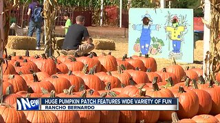 Halloween fun at pumpkin patch