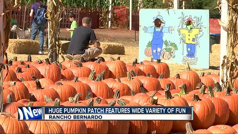 Halloween fun at pumpkin patch