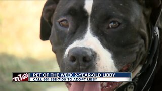 Pet of the Week: Libby