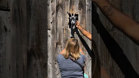 OMG I had to pet the goat in the window #shorts