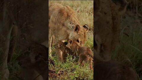 Our Close Encounter With the Lion Family!🤔#shorts #safari #travel #travelling