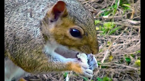 IECV NV #166 - 👀 Grey Squirrel Out Back Eating Bread 8-30-2015