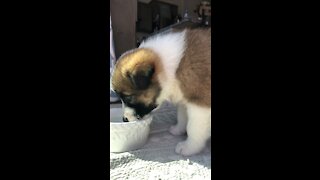 Belgian Malinois and Border Collie puppy