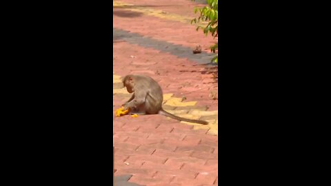 monkey enjoy the food