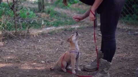 Sweet little doggy having her first training class with her trainer