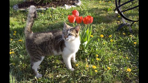 A Pet Kitten Resting And Trying To Catch Insect In The garden