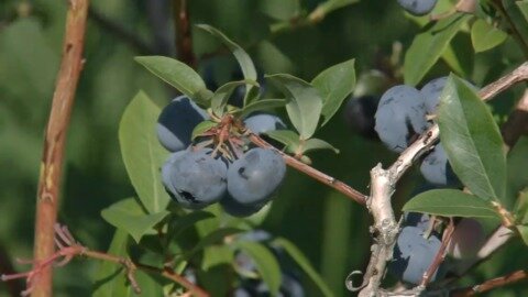 As farmers battle the elements N.S. government invests in food security