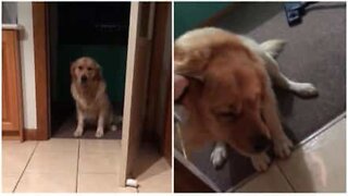 Golden Retriever is afraid of floor tiles