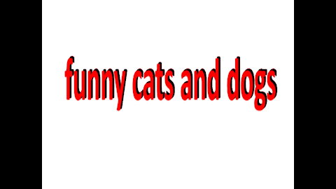 funny cats and dogs Funny Animals