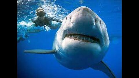 Oceanic white tip shark attack. Brothers Islands, Red Sea