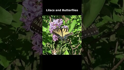 Spring, Lilacs, Butterflies, & Bees