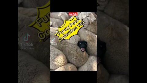 Funny Dog 🐕 jumping on sheep 🐑 #shorts #funnyanimals