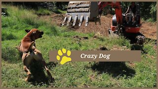 Our Boerboel "Goose" Attacks an Excavator