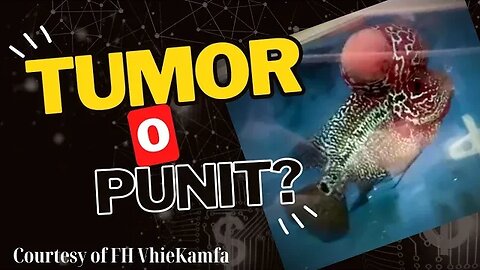 Flowerhorn Kok Issue, Tumor o Punit?