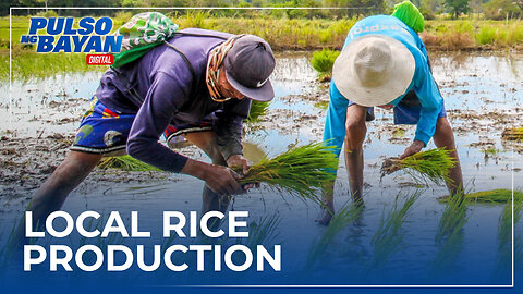 Dapat ang focus ng gobyerno ay palakasin ang local rice production —Montemayor