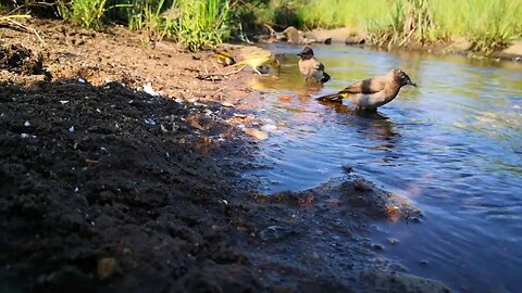 Birds bathing cat games 4k