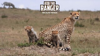 Look At This Cheetah With Four Cute Cubs! | Lalashe Maasai Mara Safari