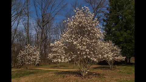 Spring has arrived! Nature Scenes with Running Water Sounds for Peace, Sleep and Stress Relief