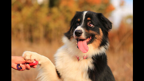 Aggressive dog training ,the dogs will listen to every command!!