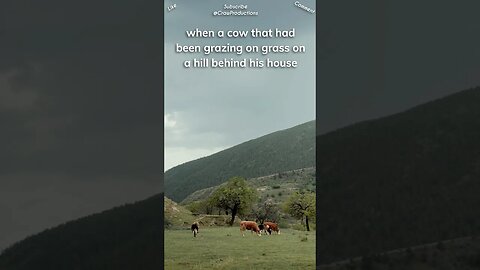 Cows