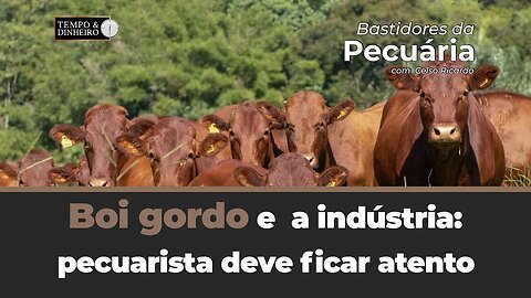 Boi gordo e a indústria: pecuarista deve ficar atento