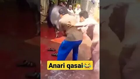 Anari Qasai vs bull funny video #anariqasai #osman #shorts #youtubeshorts #qurbani #eidmubarak