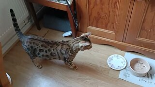 Large cat gets in small bed