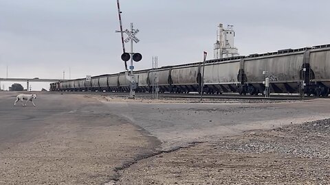 The BNSF TransCon is no place for a stray dog to hang out!