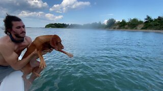 Pup gets tossed off boat to go swimming in Boston Harbor