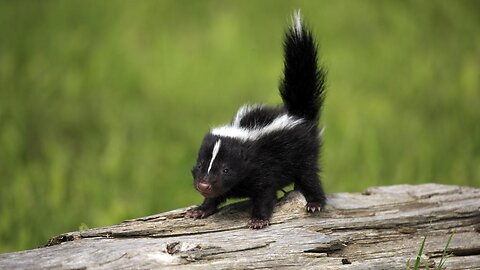 Baby Skunks Trying To Spray - Funniest Compilation