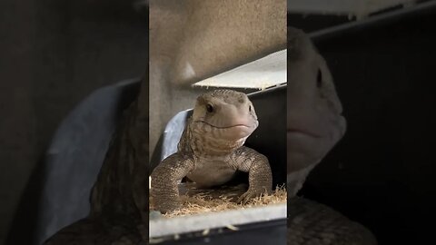 MONITOR LIZARD EATS EGGS #reptiles #wildlife #animal #herpetology #nature #monitorlizard #lizard