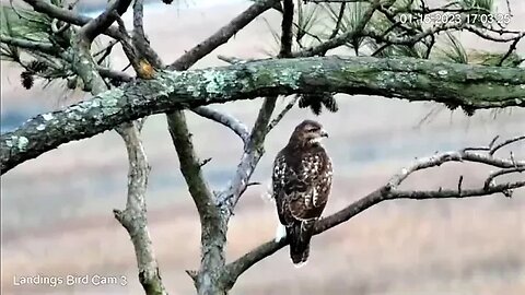 Red Tailed Hawk By The Marsh 🌲 01/16/23 17:03