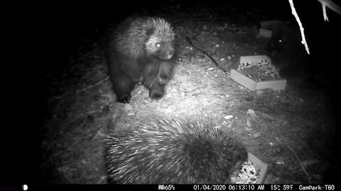 Female Porcupine Slaps Male Porcupine