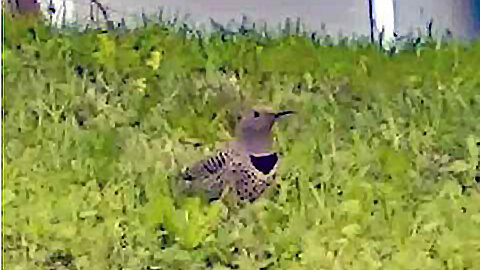 IECV NV #335 - 🐦 Northern Flicker In The Neighbor's Yard 5-21-2017