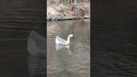 goose fishing?