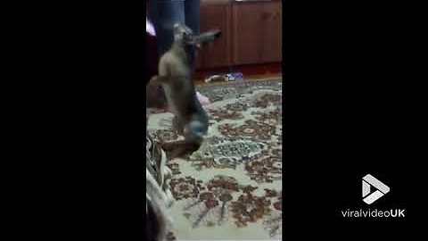 Domesticated hare dancing