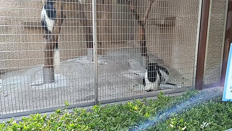 Monkeys at Ueno Park Zoo 1st Video