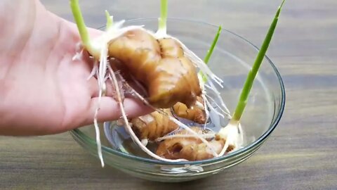 How to grow ginger, garlic, lemongrass at home