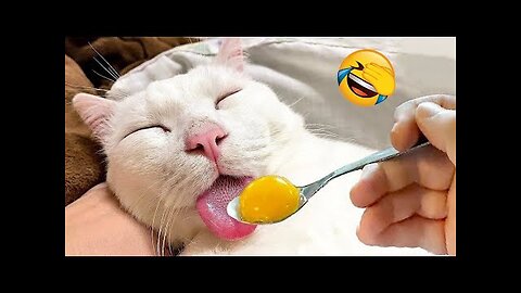 New Funny Videos 2023 😍 Cutest Cats and Dogs 🐱🐶