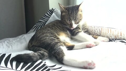 Kitten Cleans His Bobcat Belly