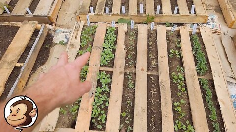 My Yard is Canada's Most Diverse Edible Urban Garden