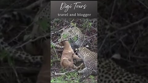 "Amazing Leopard Hunt: Watch as a Leopard catches a Bushbuck in the African wilderness"