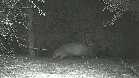 Texas park officials stumped by ‘mystery animal’ on camera ‘We’re scratching our heads’