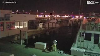 Ils volent un yacht et s'écrasent dans la marina