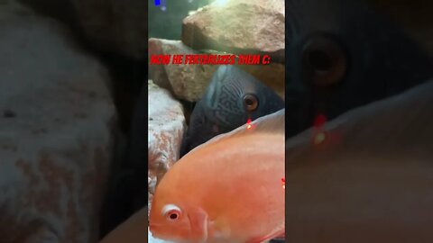 #severum #cichlids #aquarium #fish #fishbreeding #cichlidkeeper #cichlidtank #cichlidaquarium