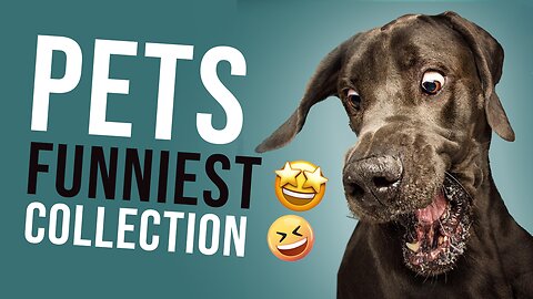 30 Minutes of Funniest PETs Moments