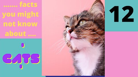 Amazing Facts You Might Not know About Cats - Part 12 of 25