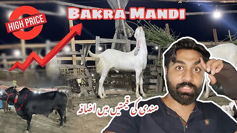 Bakra Mandi 2023 | Mandi may mehngai | Qurbani k janwar | bakry | wehry | mandi ki surtehal